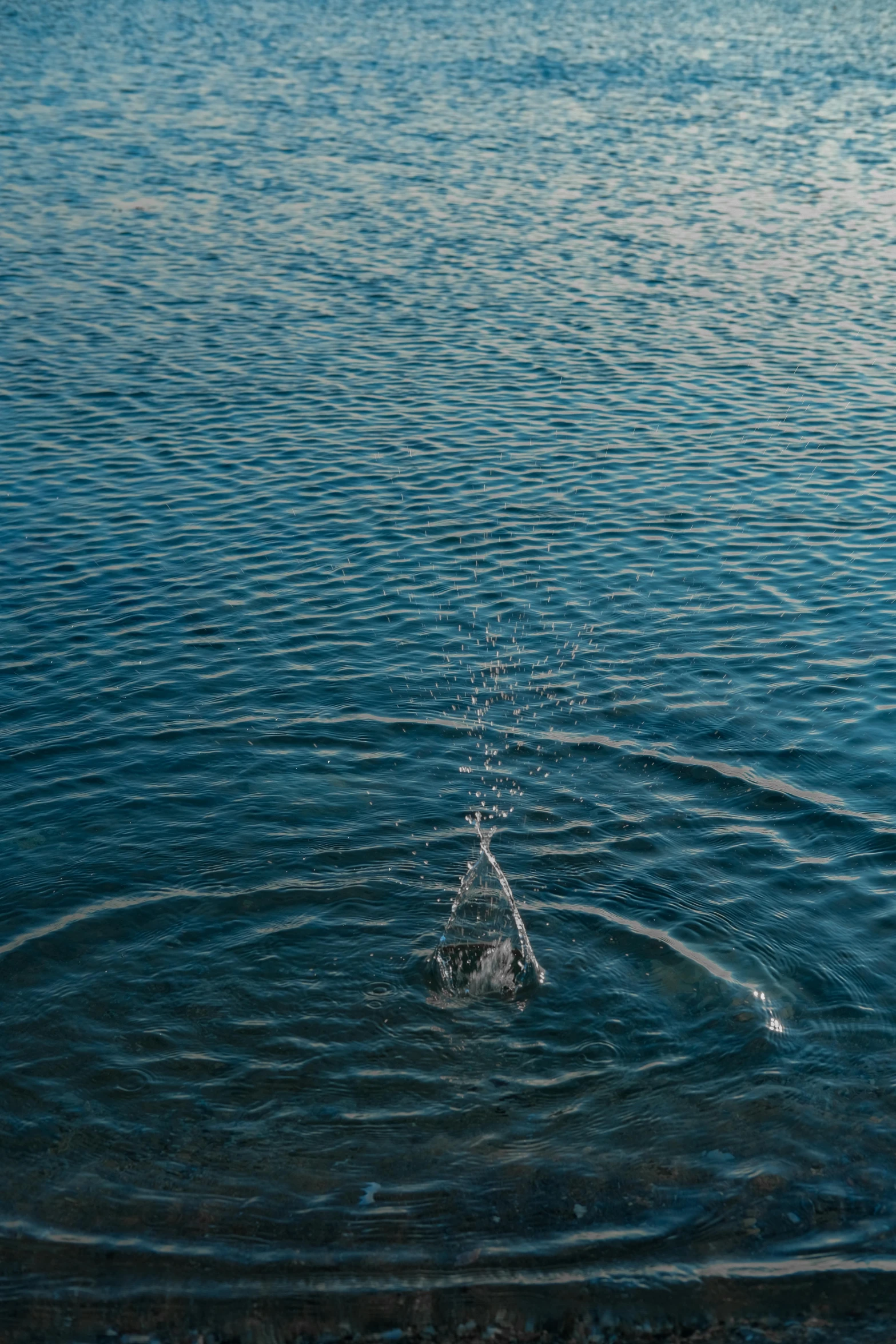 an animal is swimming in the water at dusk