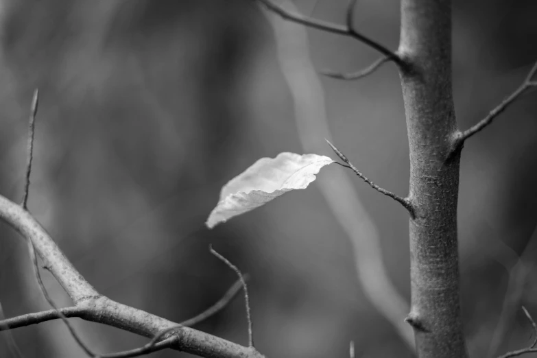 a small leaf is growing on the tree