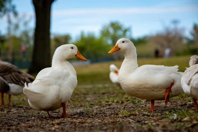 three ducks in a field of brown grass