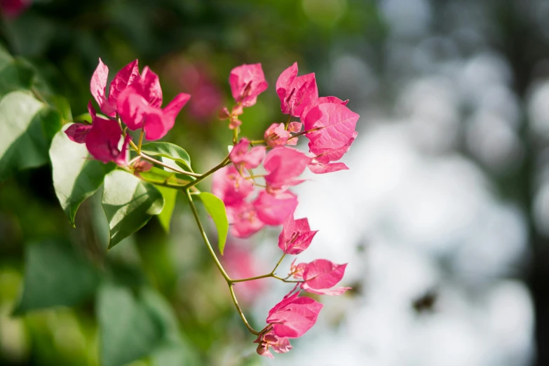 there is a pink flower growing on the nch