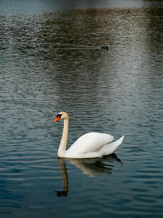 a single swan in a body of water