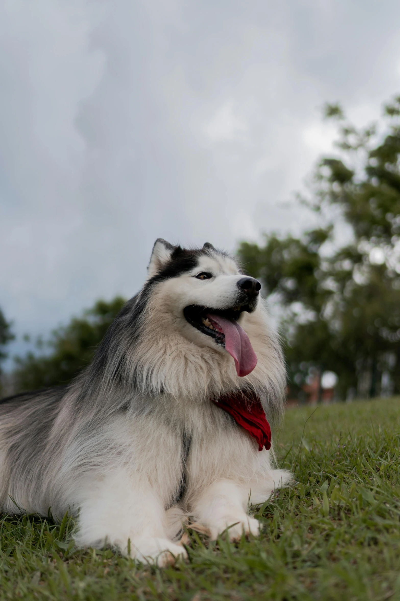 a gray and white dog is sitting in the grass