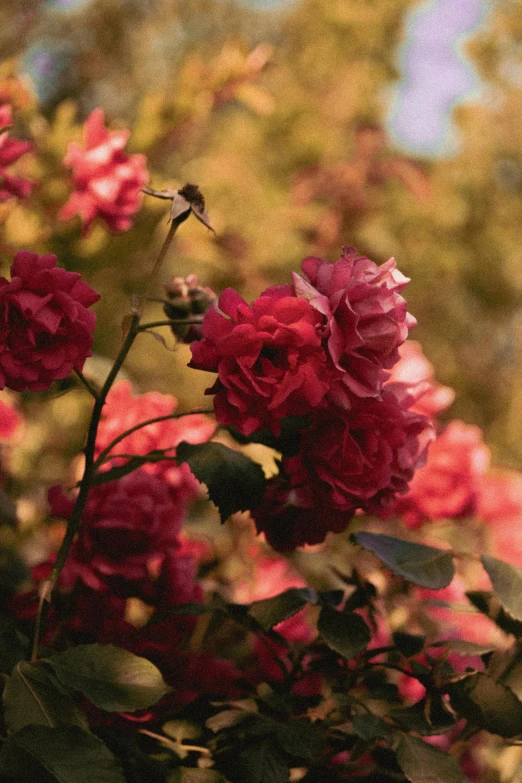 pink flowers blooming on the nches of a tree