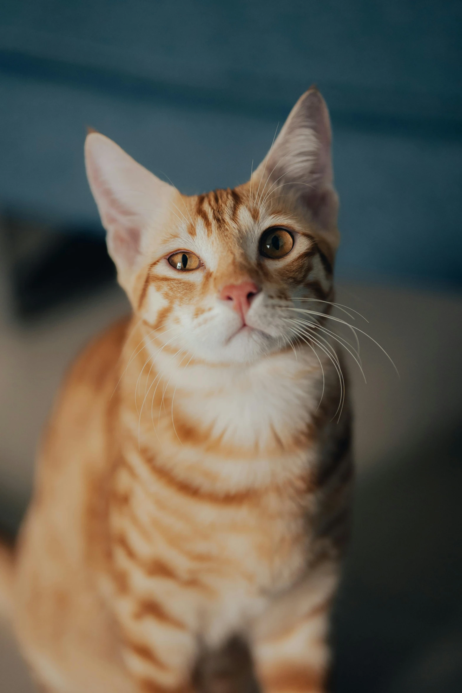 an orange striped cat sitting down with one eye open