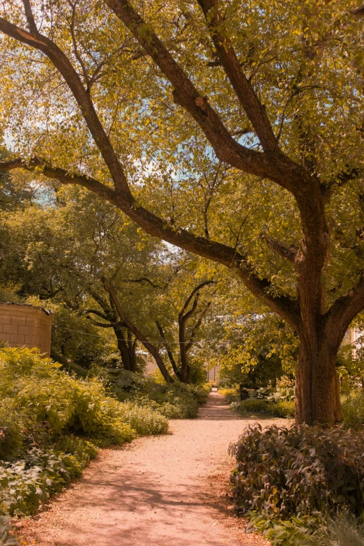 a dirt road through a park with trees and flowers