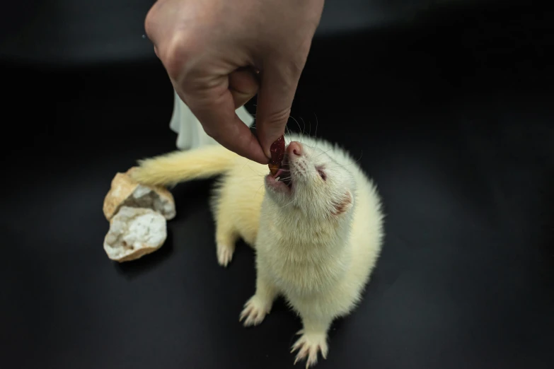 a small rodent with it's foot in a persons hand