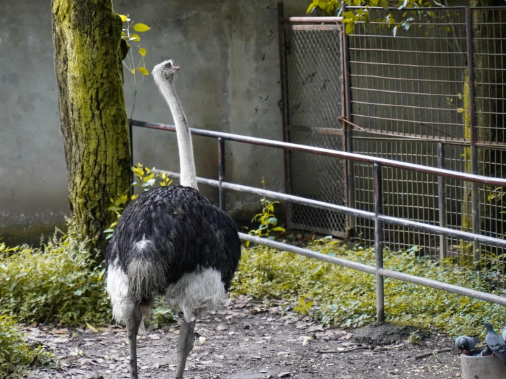 a bird is standing next to a fence and a tree