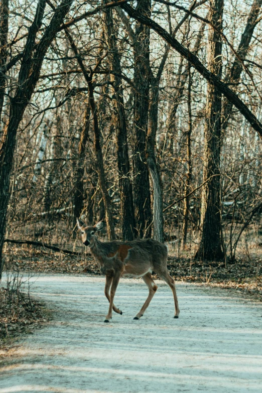 a deer is crossing the road in front of some trees