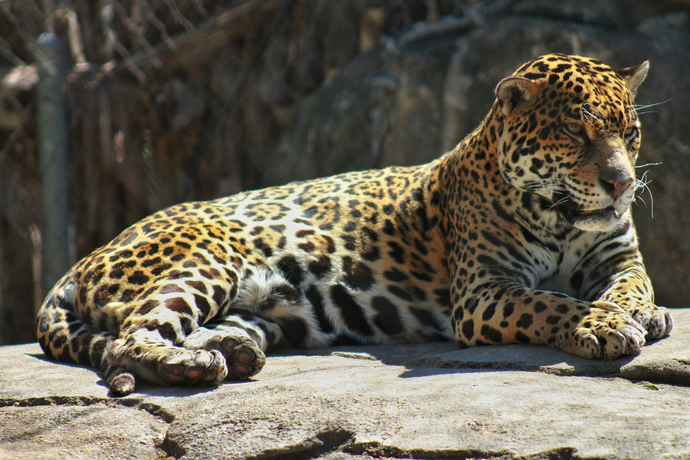 a cheetah laying on top of a rock covered ground