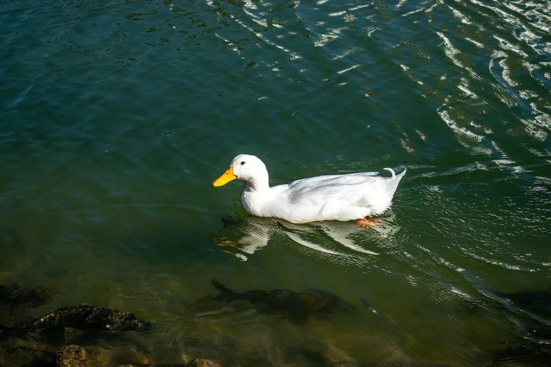 a white duck floating on top of a lake next to some small fish