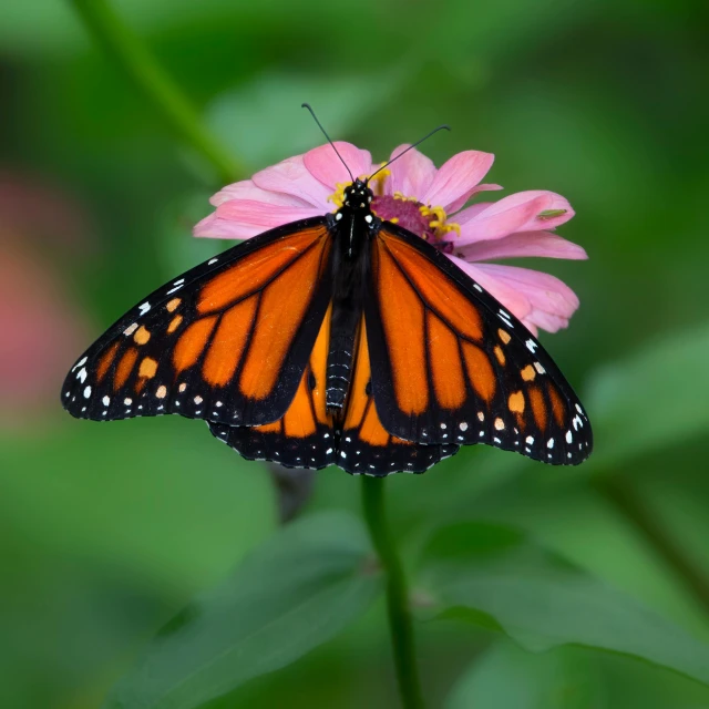 an orange erfly on a pink flower and green leaves