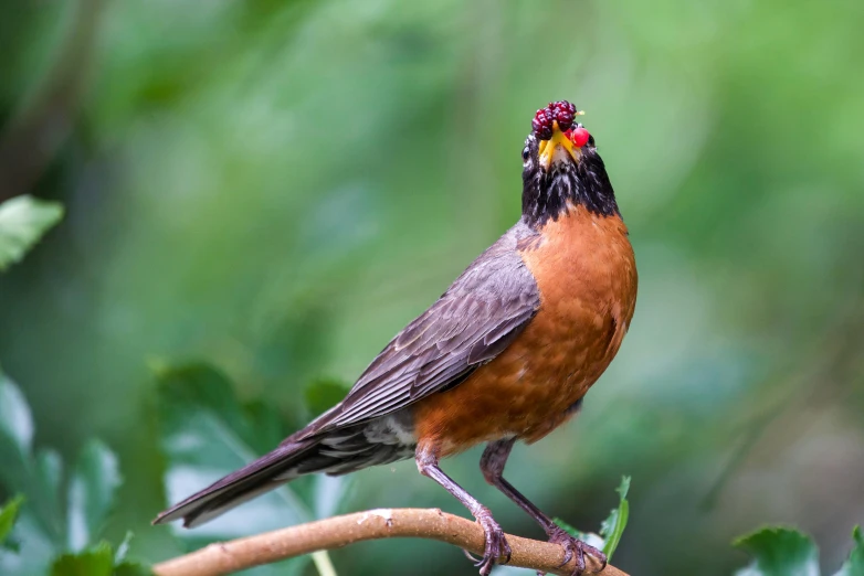 a small bird standing on a nch in the jungle