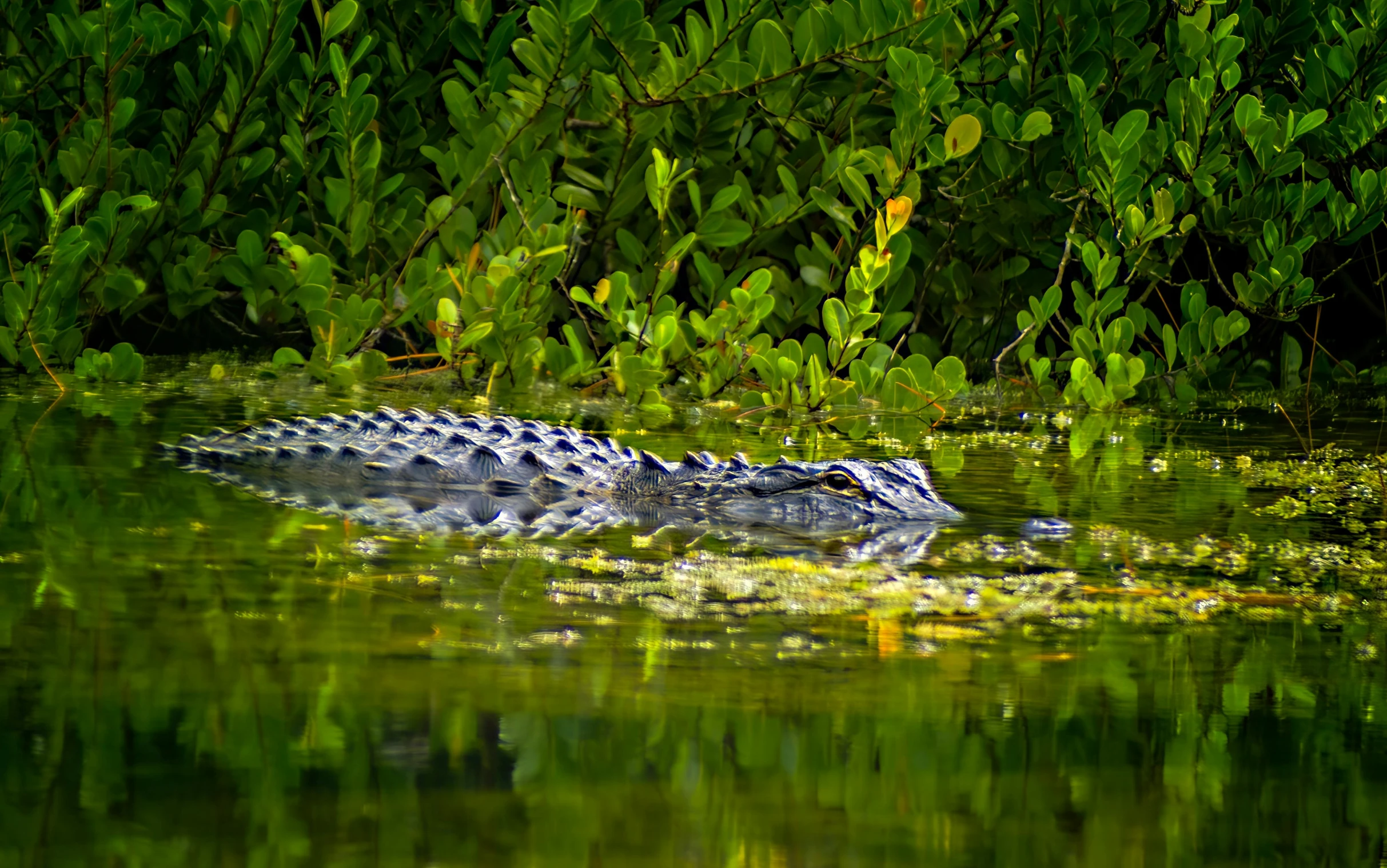 a large alligator floats across a body of water