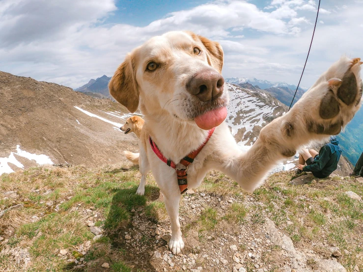 a dog is standing on the top of a mountain