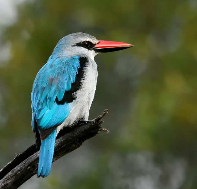 a colorful bird perched on top of a nch