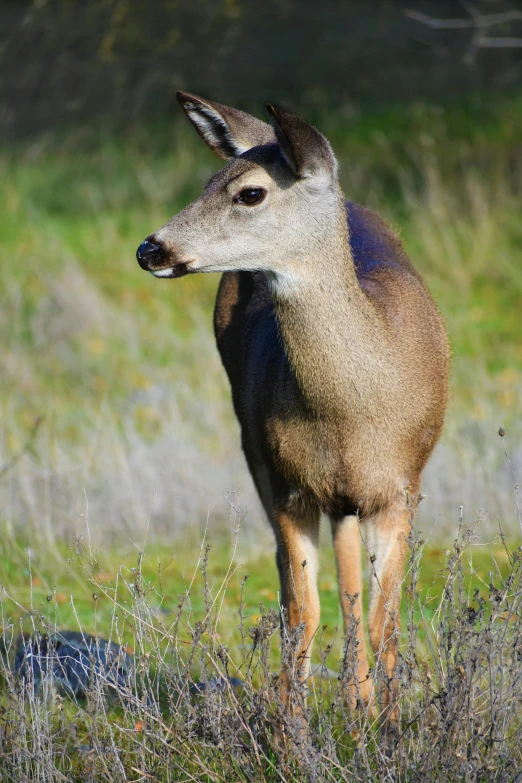 a small deer standing on top of a grass covered field