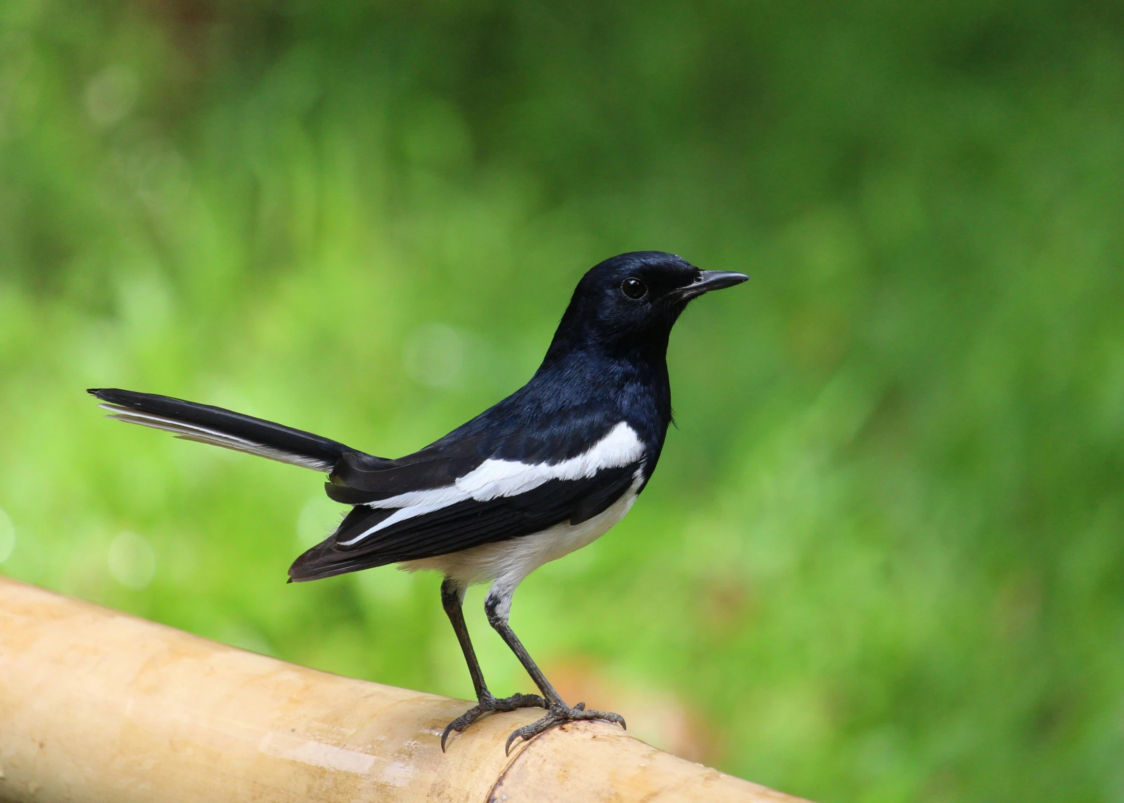 a black bird is standing on a bamboo bar