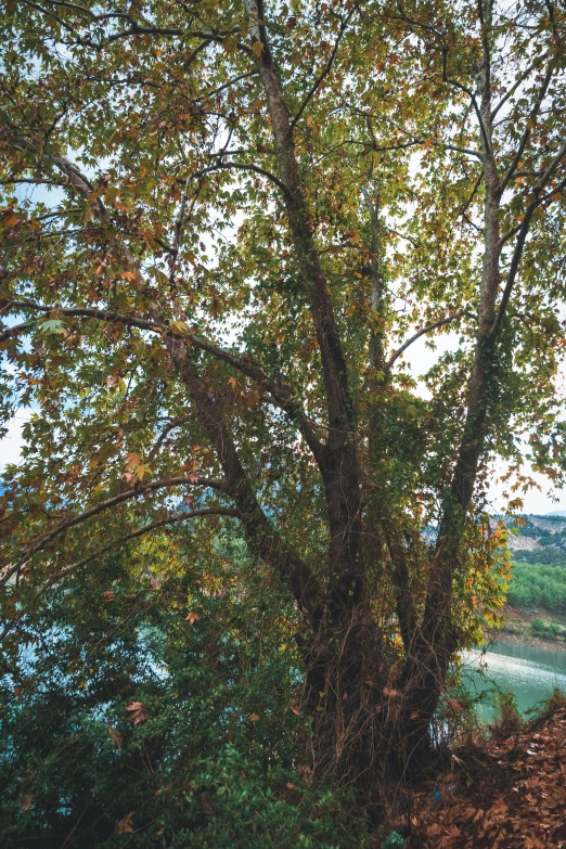 an area with water in the middle, trees and dirt area