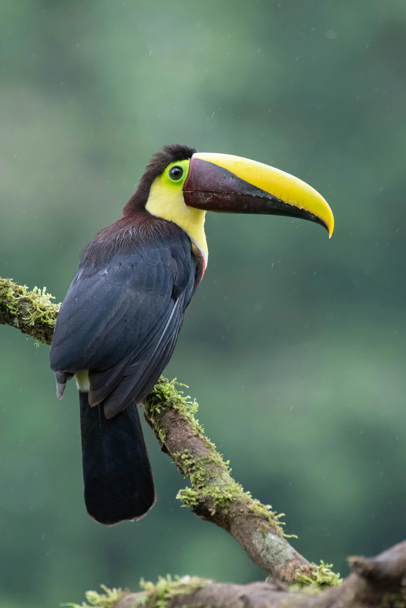 a black and yellow bird with a long bill