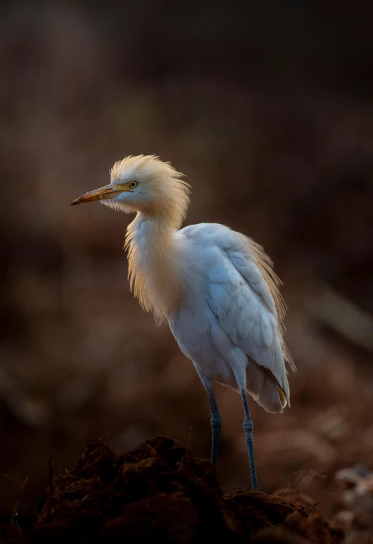 a small white bird standing in some dirt