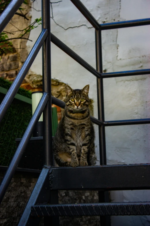 a cat sitting in the stairs looking around