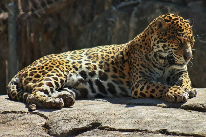 a large black and white jaguar laying on top of a stone wall