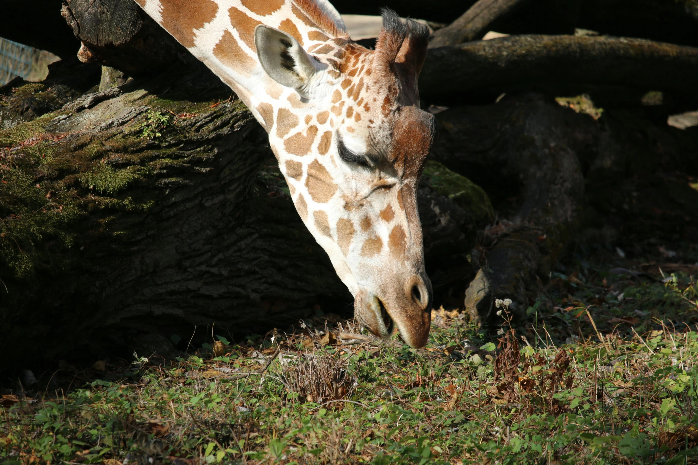 a giraffe standing on top of a lush green field