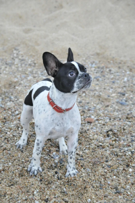 a small black and white dog standing on the ground