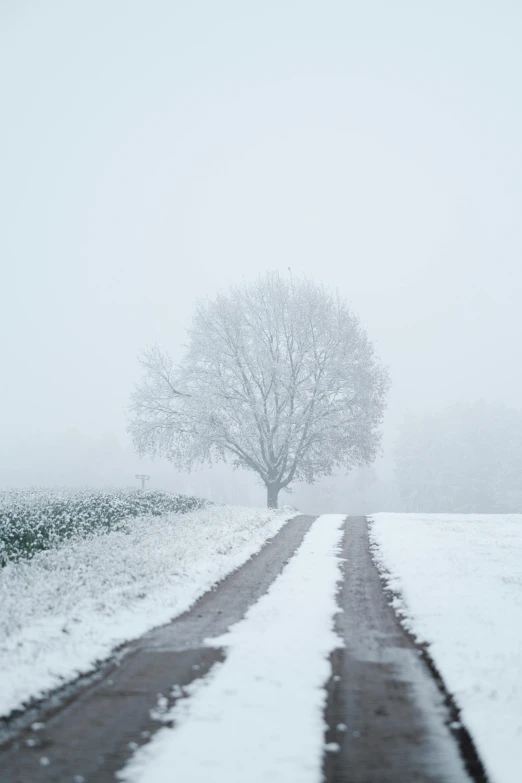 snow falling on a tree in a winter scene