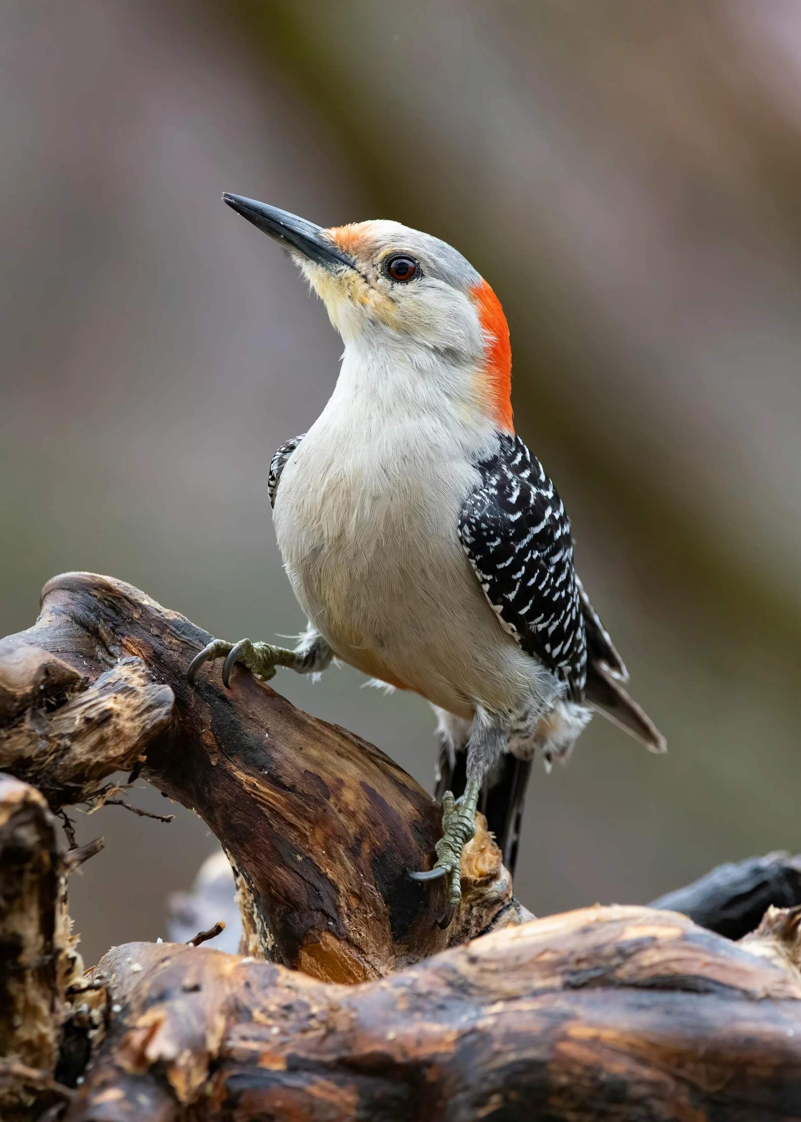 a small white bird with an orange beak is perched on a fallen tree nch