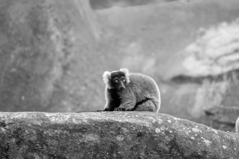 a monkey sitting on top of a rock