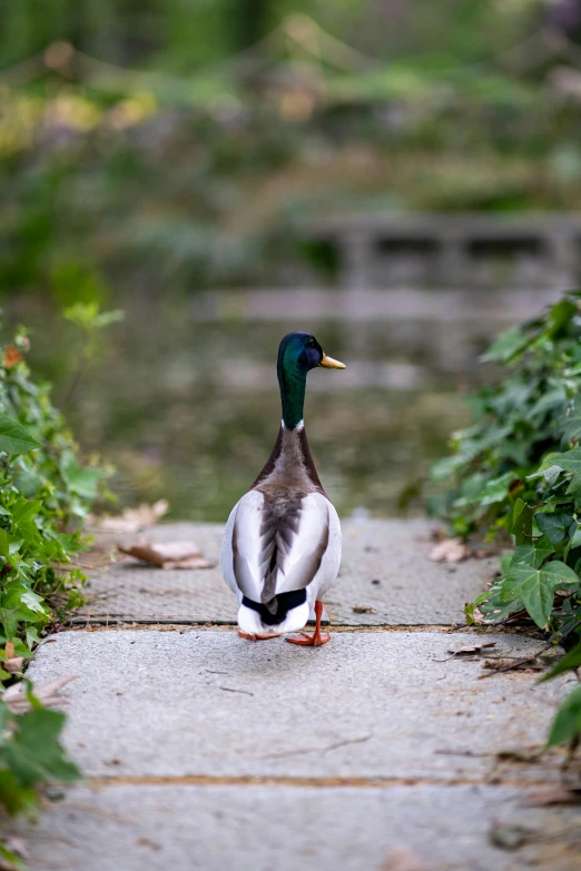 there is a duck walking down a path