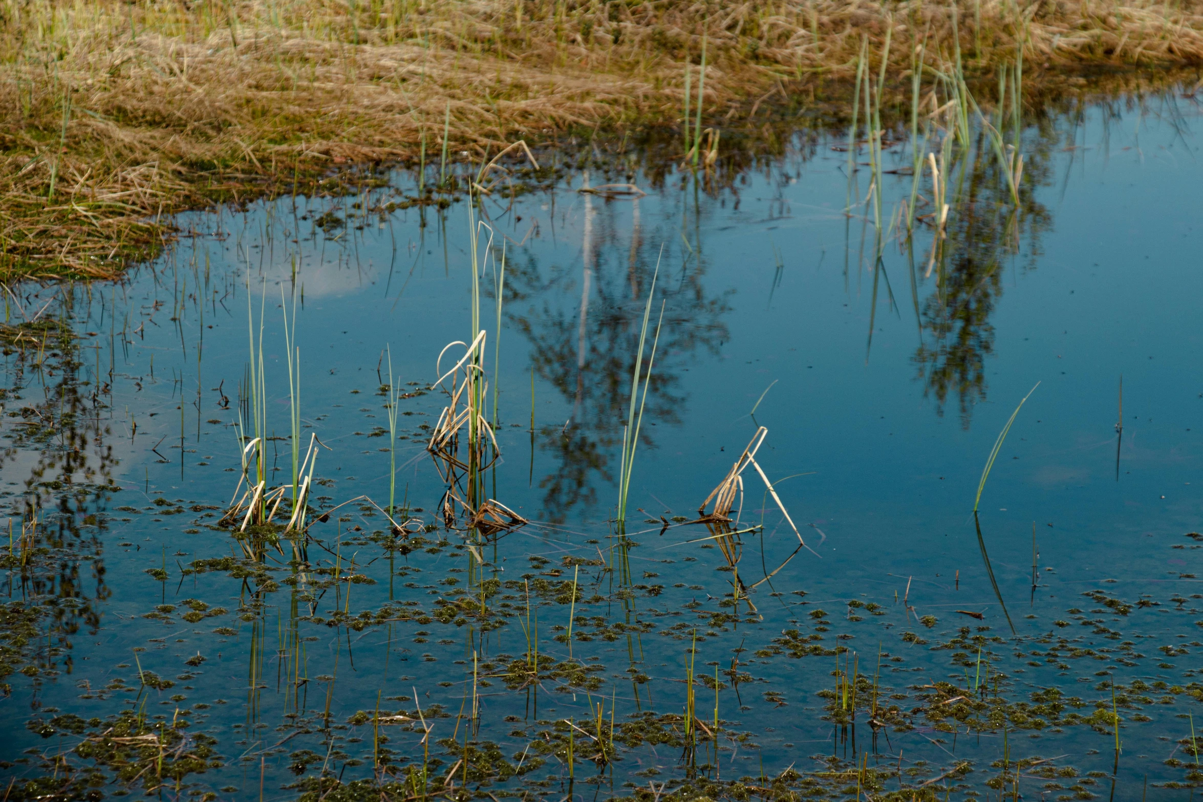 some birds that are sitting in the water