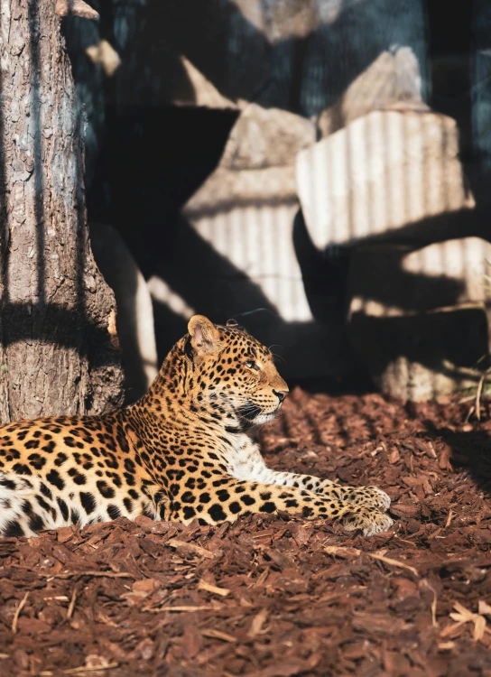 a large leopard sitting next to a tree