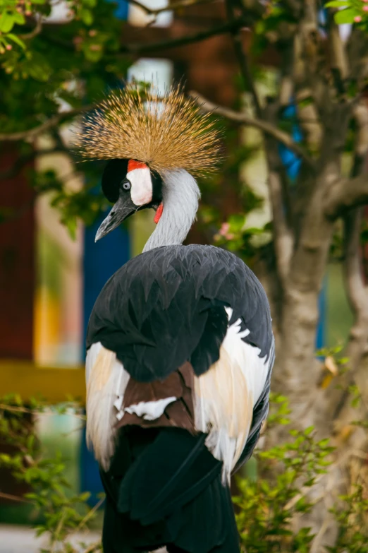 a very big pretty bird by some trees