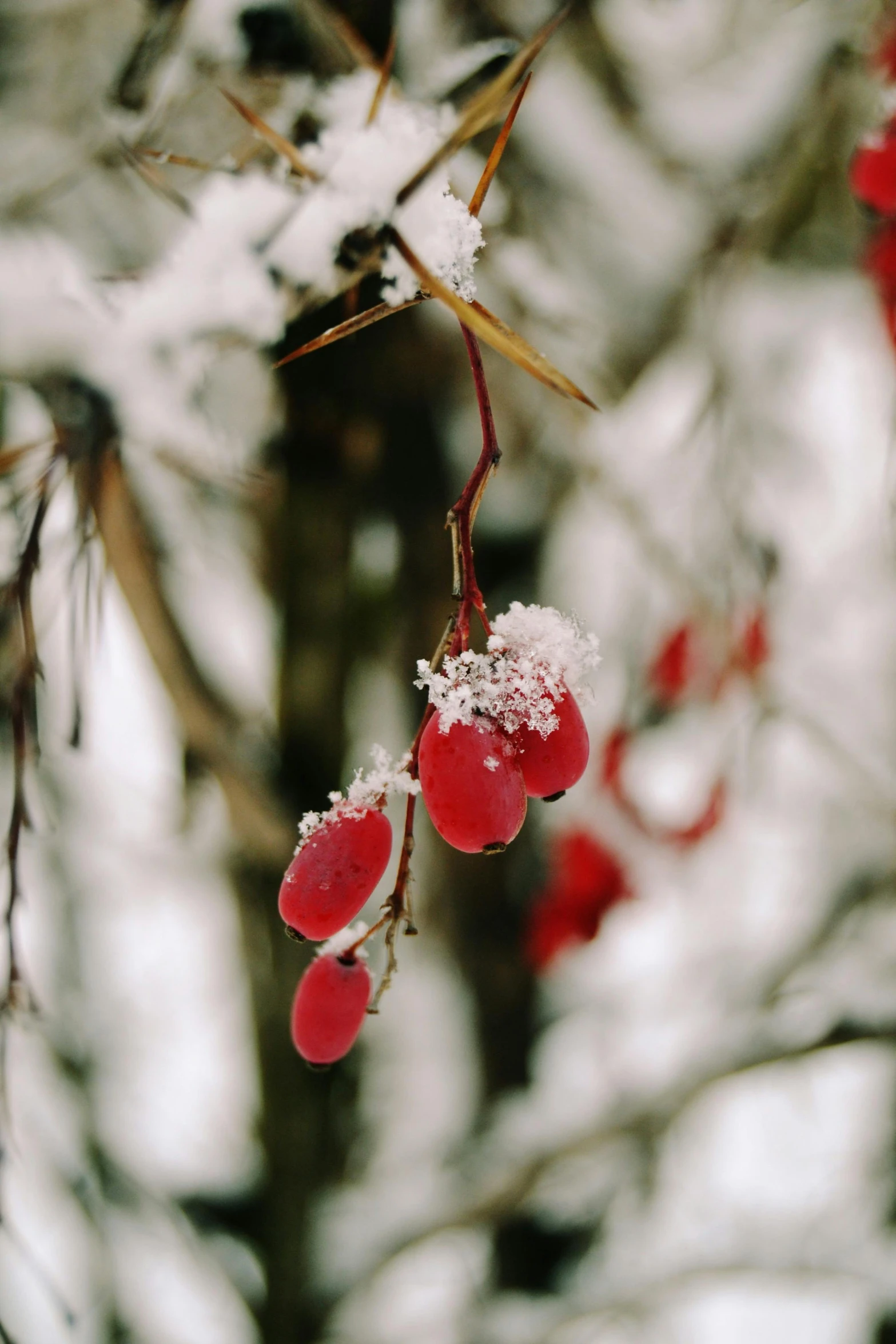 the berries are frozen with little snow on them