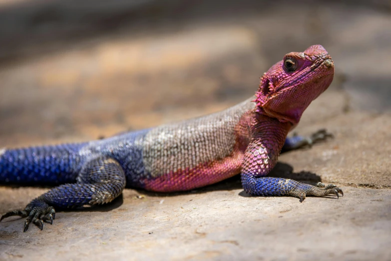 a blue and red lizard sitting on the ground