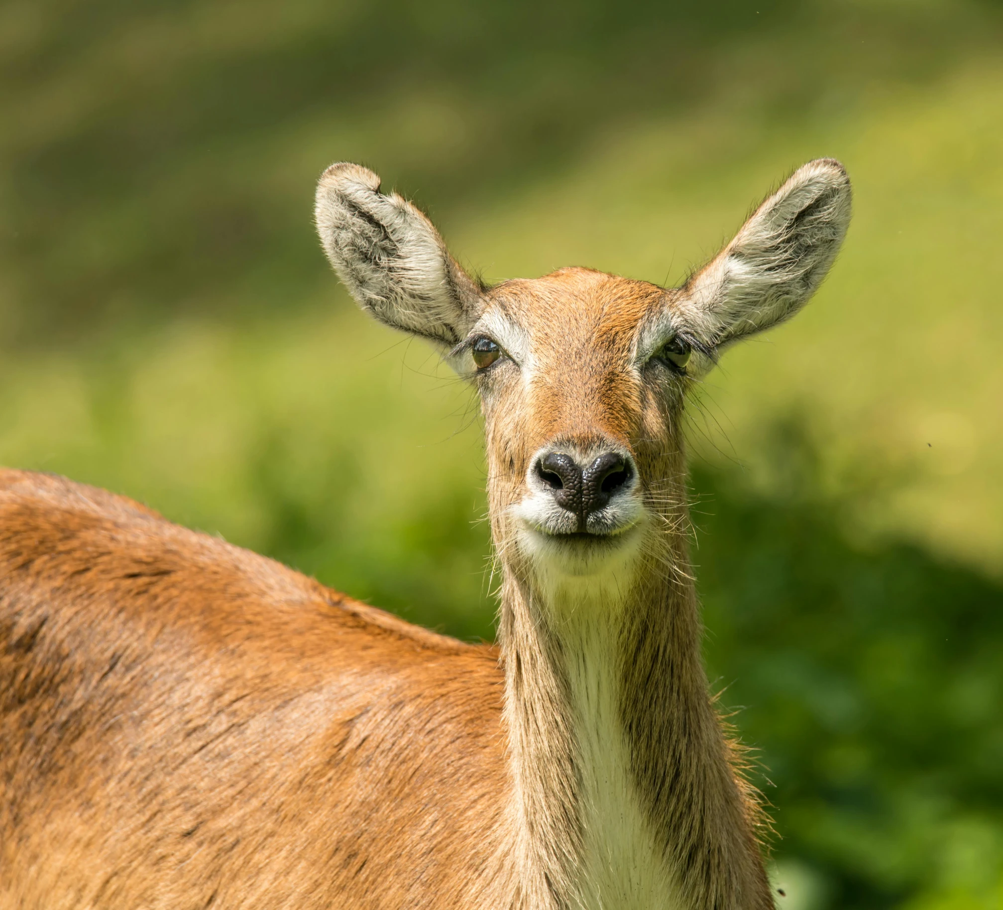 the head and shoulders of a deer