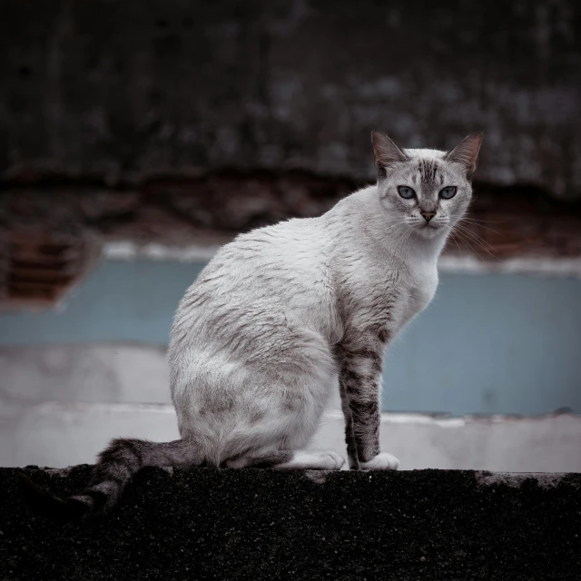 white cat sitting on ledge outside in urban area