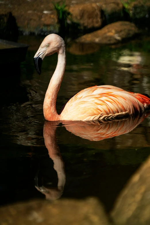 a pink flamingo is swimming in a body of water