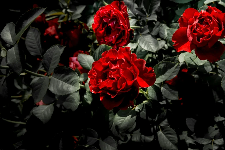 three red flowers sit next to each other