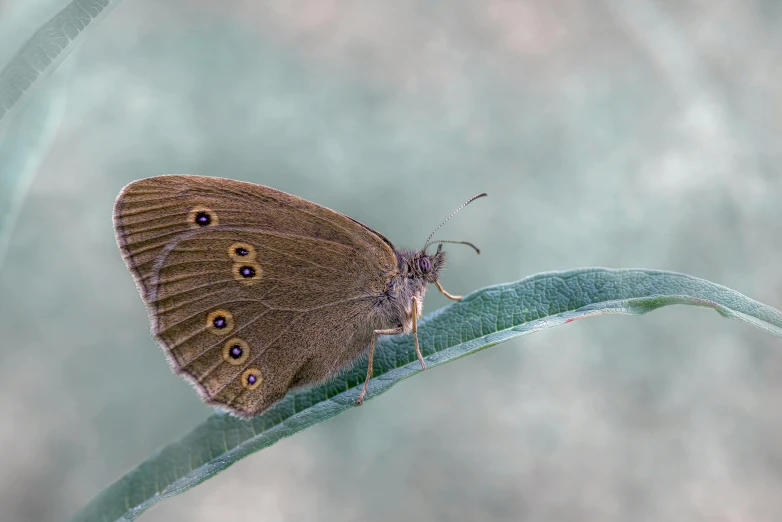 a brown and white erfly sits on top of a leaf