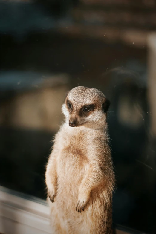 a meerkat looking outside while standing on one leg