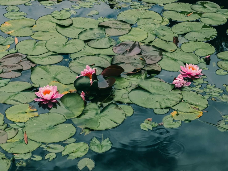 pink flowers sit in the middle of lily pads