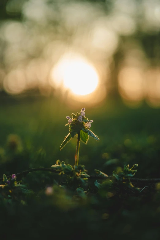 small tiny purple flower sitting on top of grass