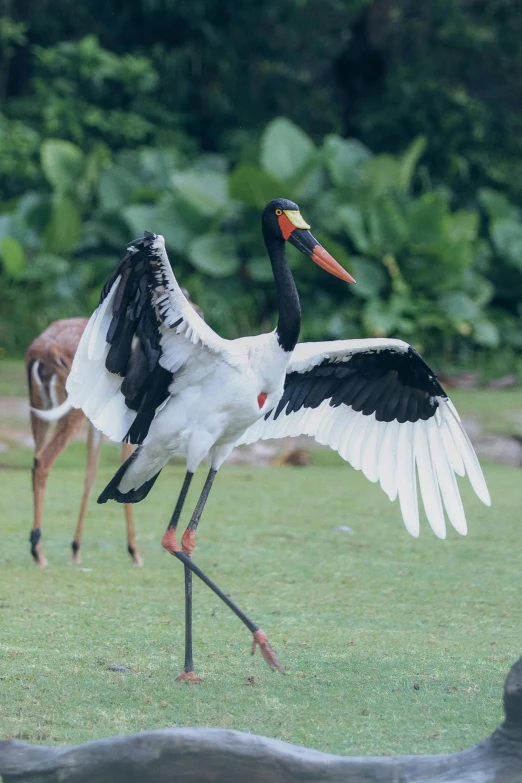 an adult crane spreads its wings as it stands in front of a gazelle