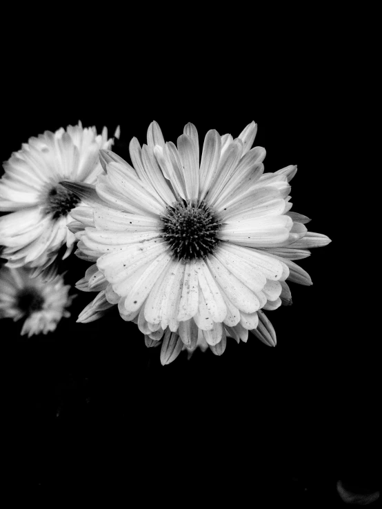 an image of three wildflowers in the dark