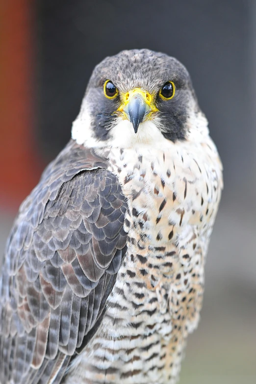 a bird of prey with yellow eyes and brown beak