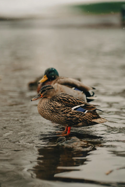 two ducks that are swimming in some water