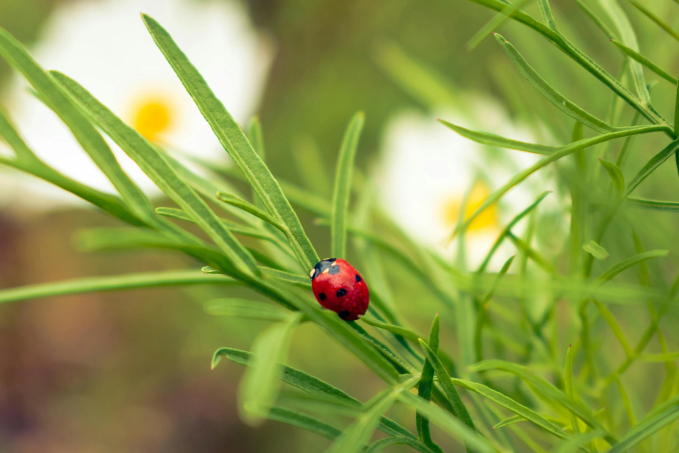 a small red bug crawling across a grass covered field